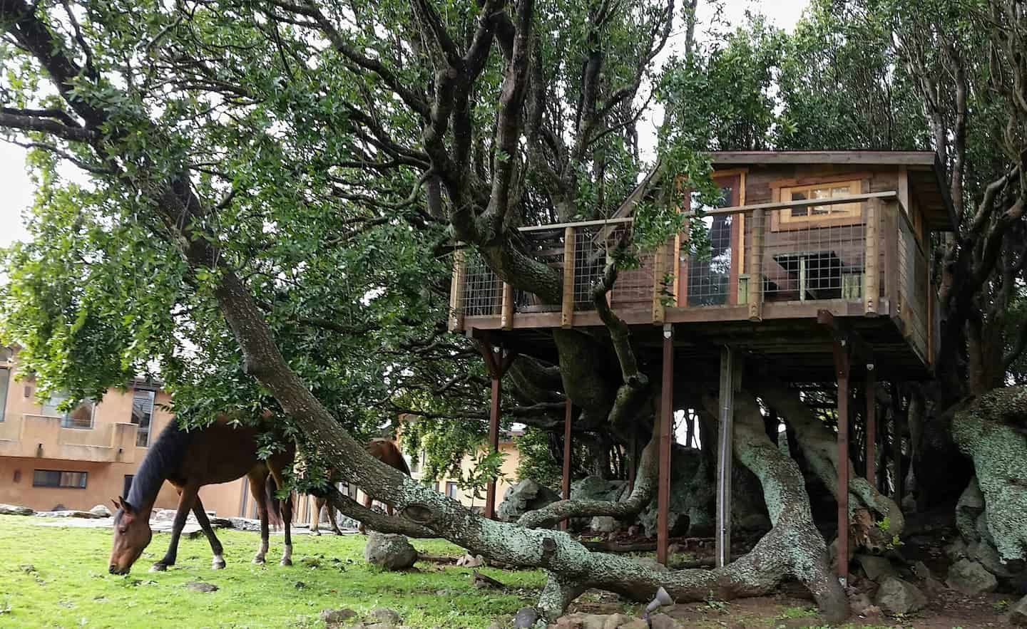 Image of treehouse rental in California