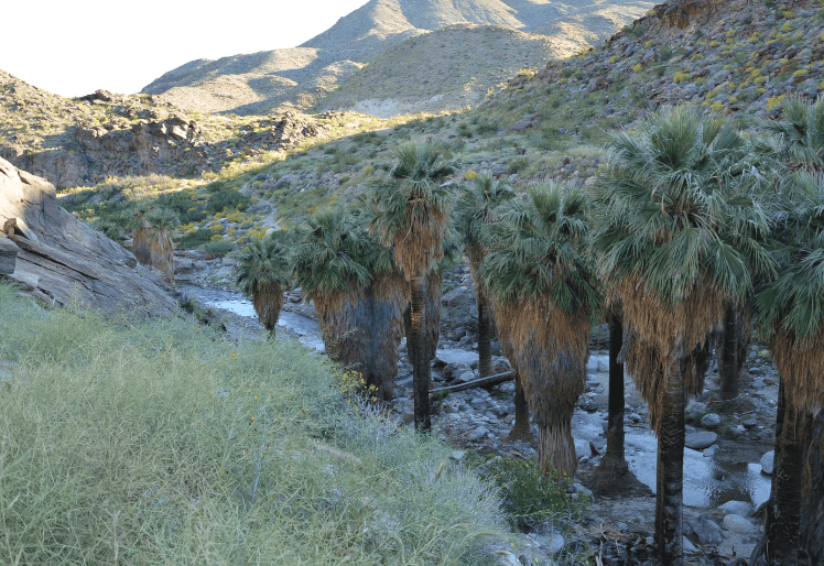 Picture of trail in Indian Canyons in Palm Springs California
