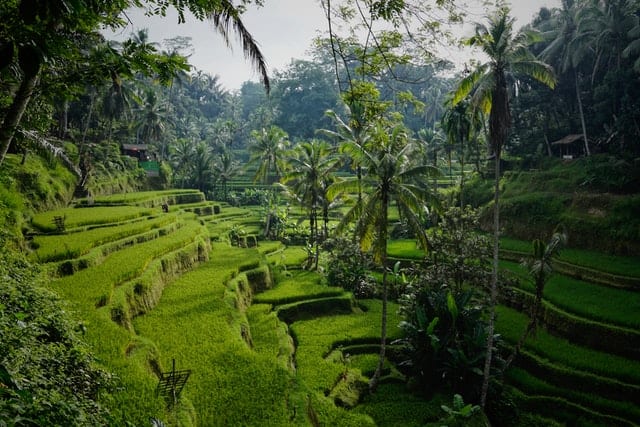 Lush landscape in Bali