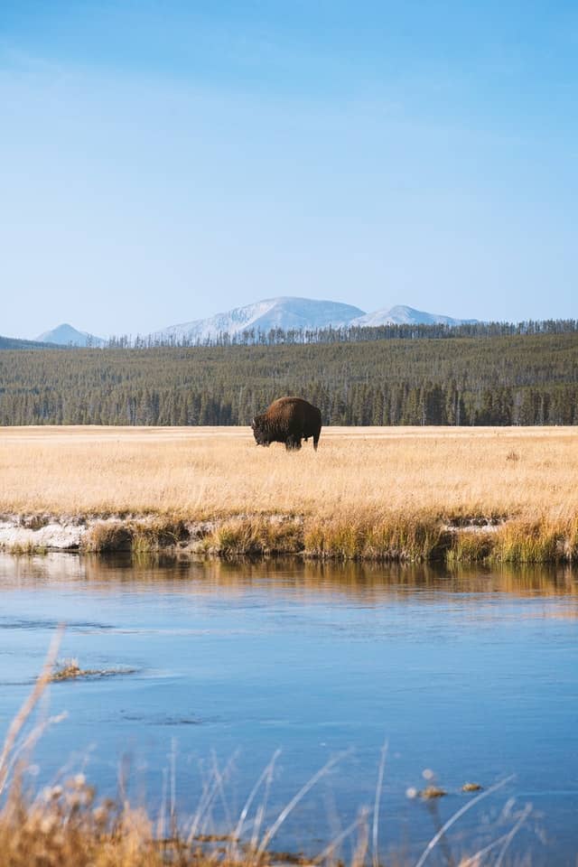 Yellowstone wildlife and mountains