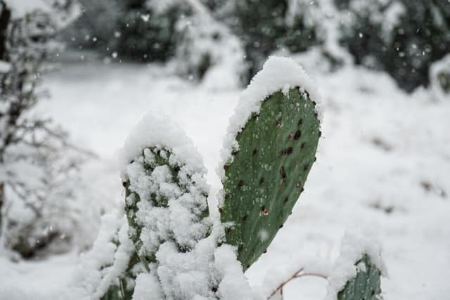 Cactus in snow in Texas
