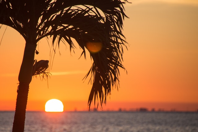 Florida sunset with palm tree