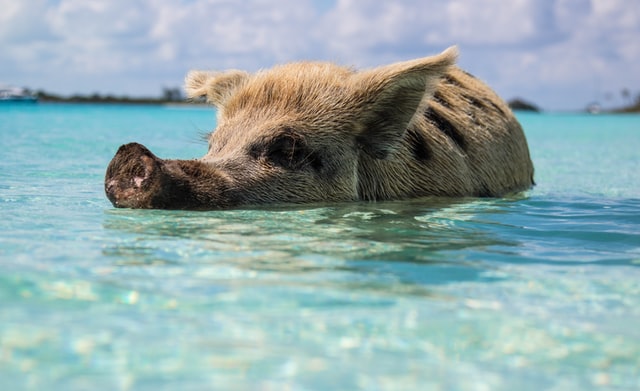 Pig in water in Exuma Bahamas