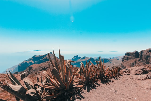 Wildlife landscape in Tenerife