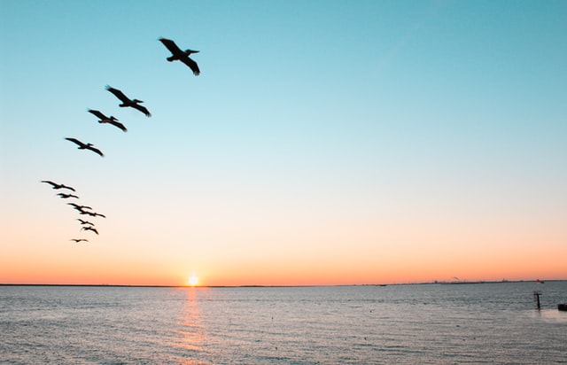 Pelicans flying over water at sunset