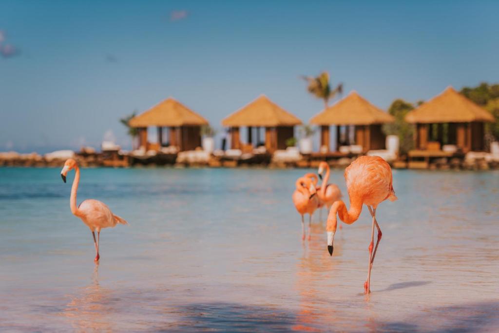 Renaissance Aruba Resort & Casino image