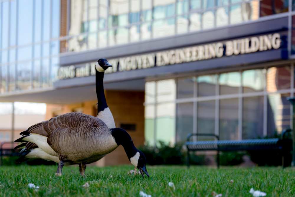 Long and Kimmy Nguyen Engineering Building, George Mason University Fairfax Campus. And two perfectly friendly geese out front.